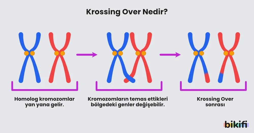krossing over olayının oluşumu