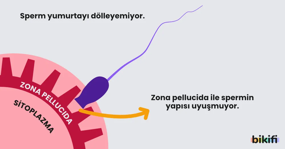 Sperm ile yumurta arasındaki anahtar kilit uyumu