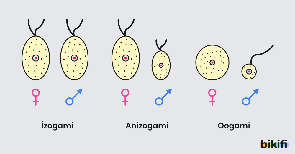 eşey hücre oluşumunda izogami, anizogami ve oogami durumları