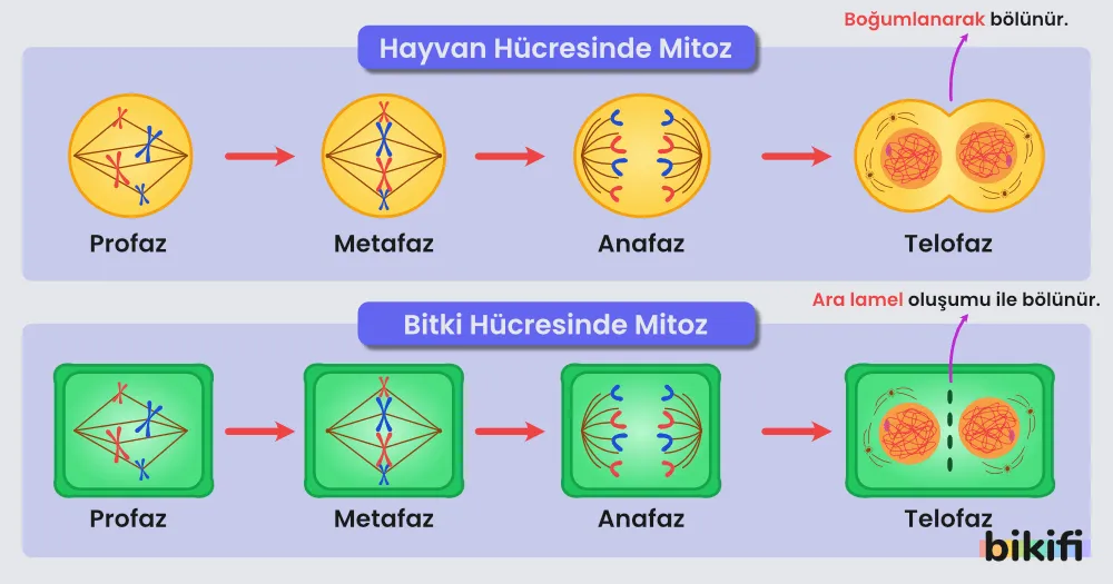 Bitki ve hayvan hücresinde mitoz bölünme