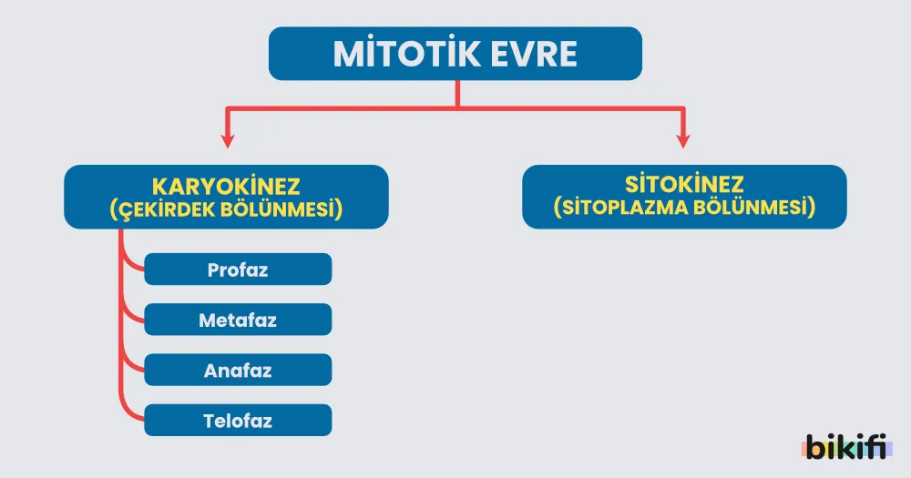 Mitoz bölünmenin mitotik evresinin sınıflandırılması