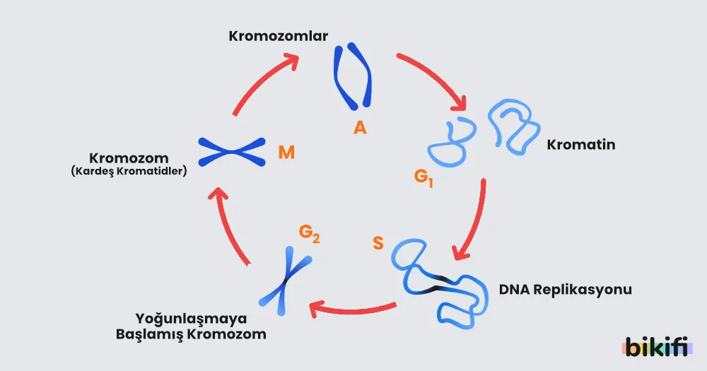 kromozomların oluşumu ve kromatin iplikler