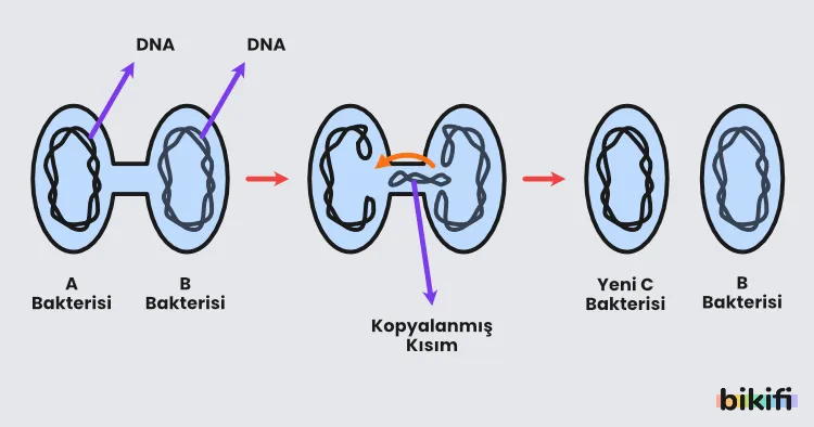 Bakterilerde konjugasyonla üreme