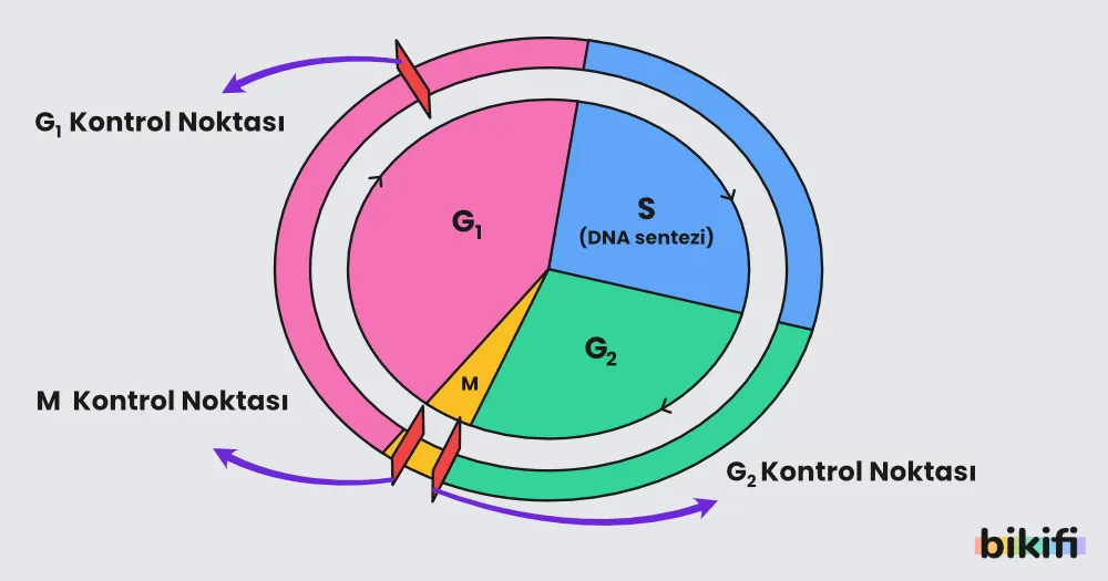 Hücre Döngüsünün Kontrolü ve kontrol noktaları
