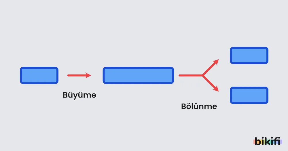 Bölünerek Üreme