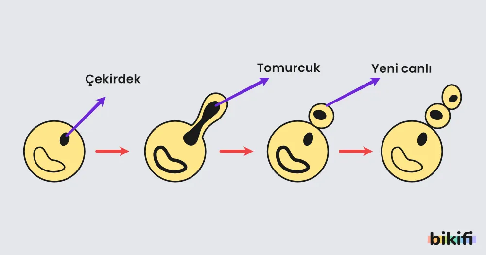 Tomurcuklanarak Üreme
