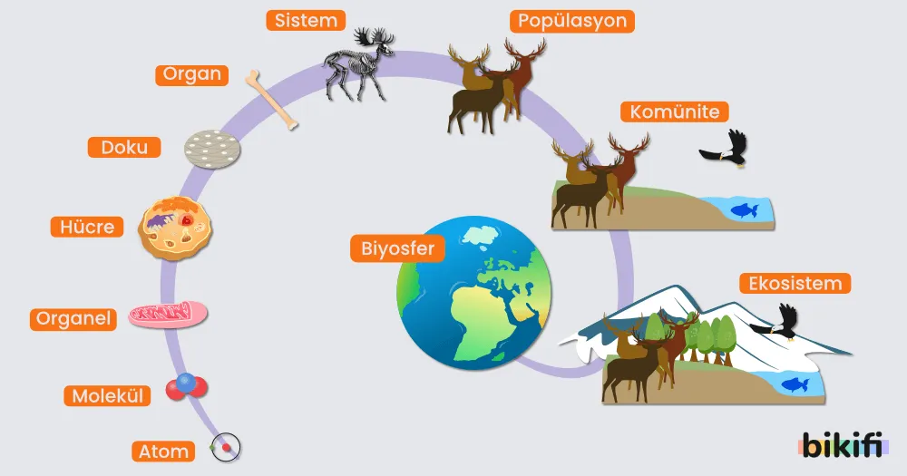 Biyosferin şematik gösterimi