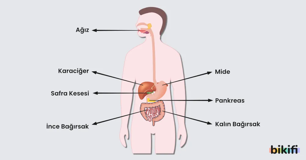 İnsanda Sindirim Organları