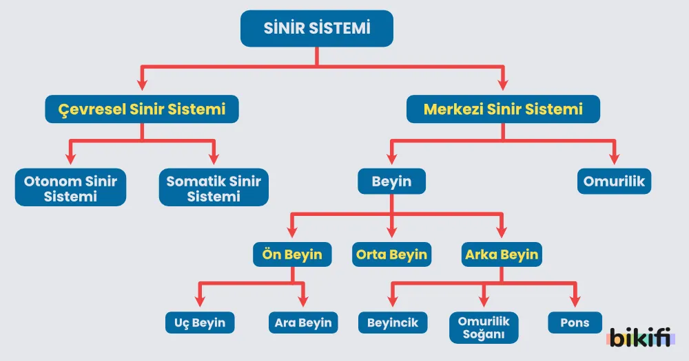 İnsanda Sinir Sisteminin sınıflandırılması