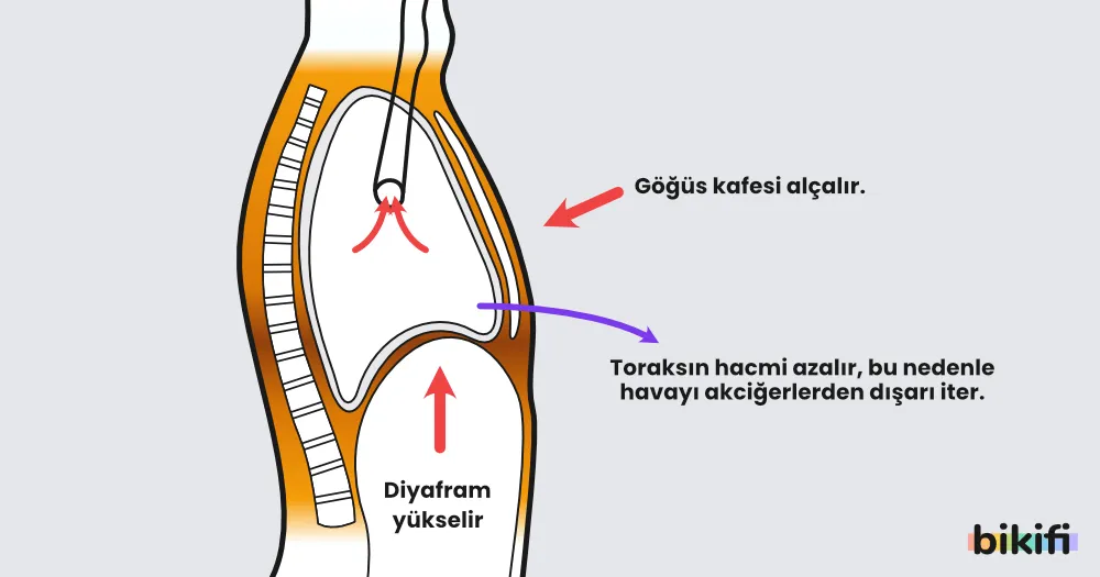 insanda nefes verme sırasında gerçekleşenler
