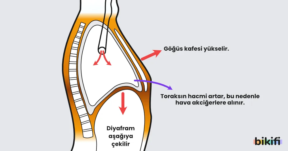 insanda nefes alma sırasında gerçekleşenler
