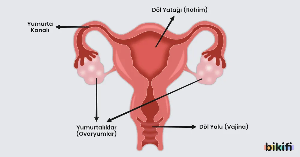 Kadın Üreme Sistemi