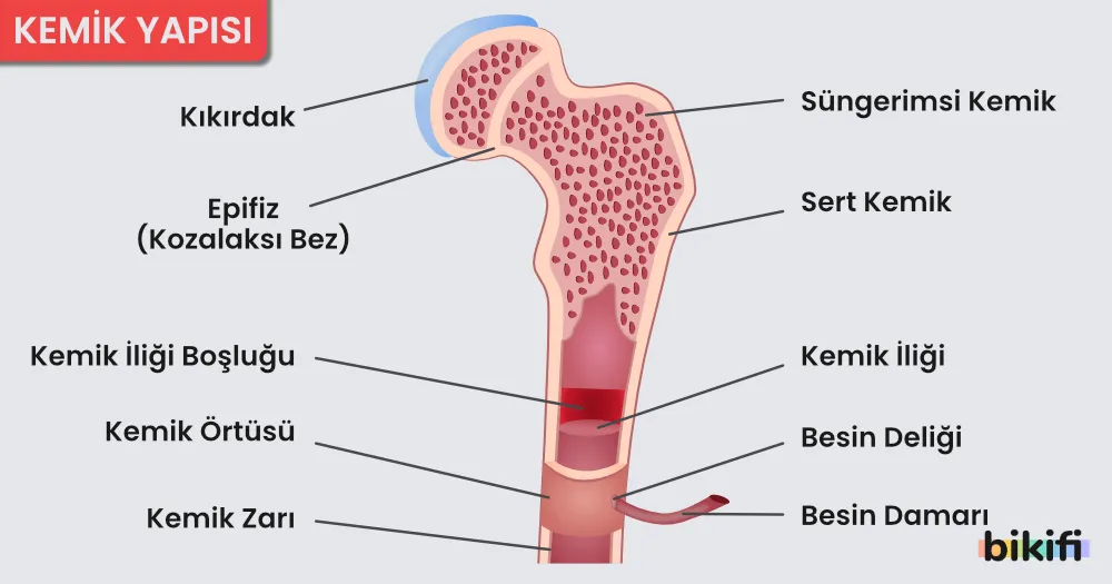 Kemiğin yapısını oluşturan yapılar