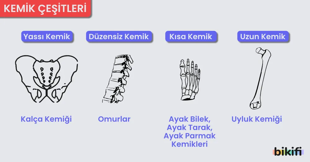 Şekline Göre Kemik Çeşitleri