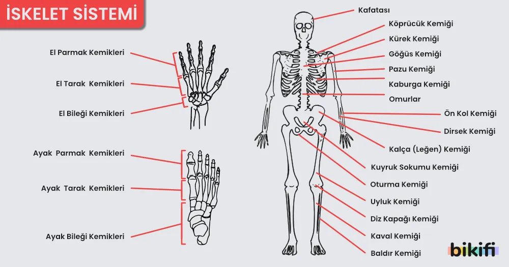 İskelet Sistemindeki Kemikler
