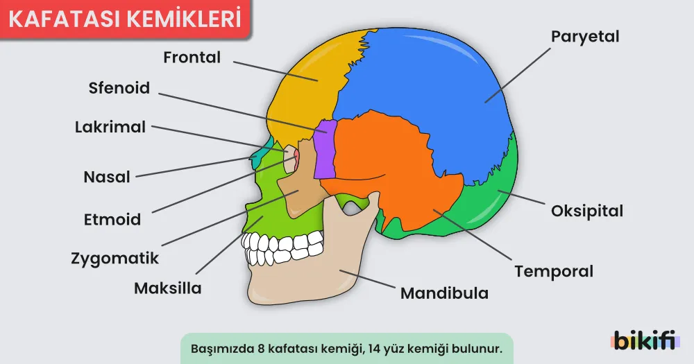 Kafatasında bulunan kemikler ve isimleri