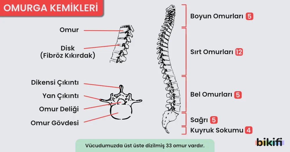 omurgada bulunan kemikler ve isimleri