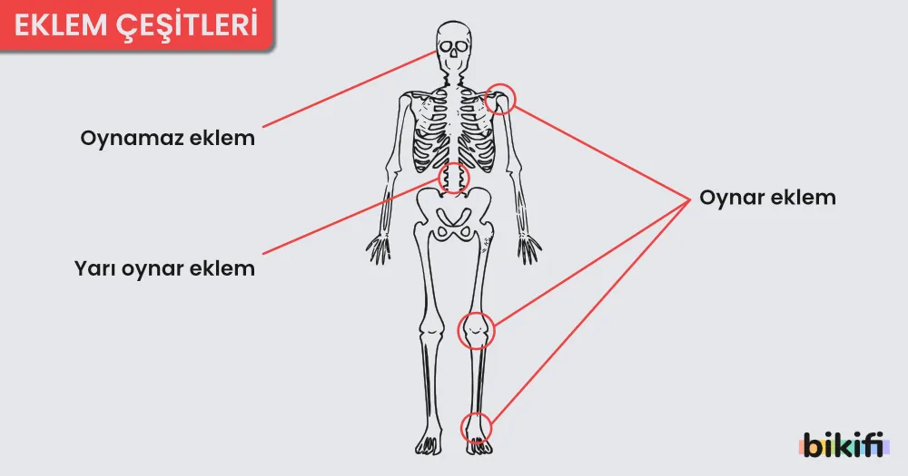 Eklem Çeşitleri
