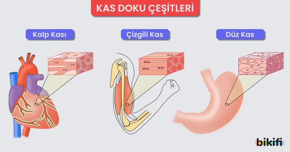 Kas dokusunu oluşturan kalp kası, çizgili kas ve düz kas 