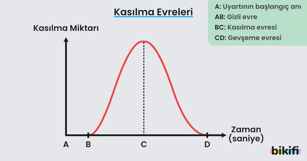 Kasılma evreleri