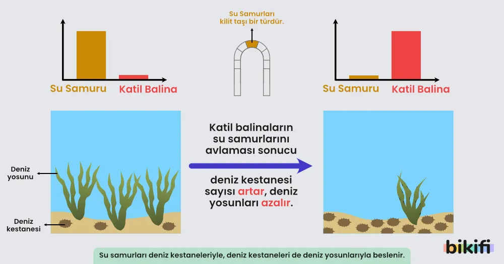 Kilit Taşı Tür kavramı ve kilittaşı türün yok olmasının etkileri