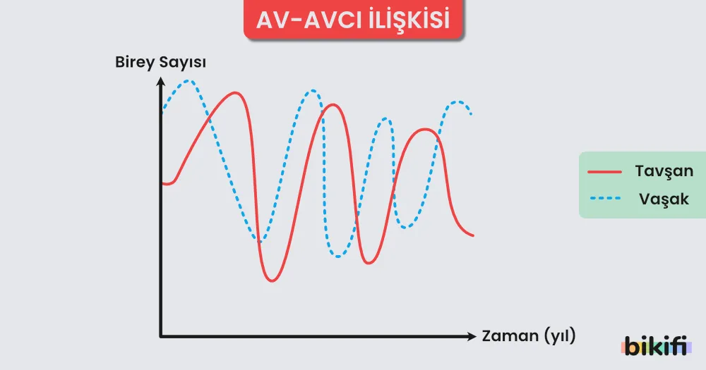 Av-avcı İlişkisi