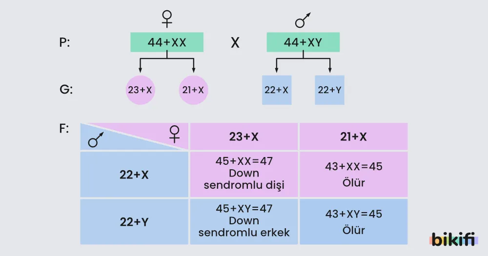 otozom Kromozomlarda Ayrılmama sonucunda oluşabilecek durumlar