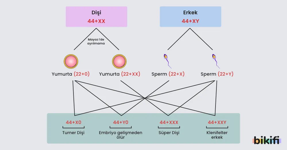 Gonozom Kromozomlarda Ayrılmama sonucunda oluşabilecek durumlar