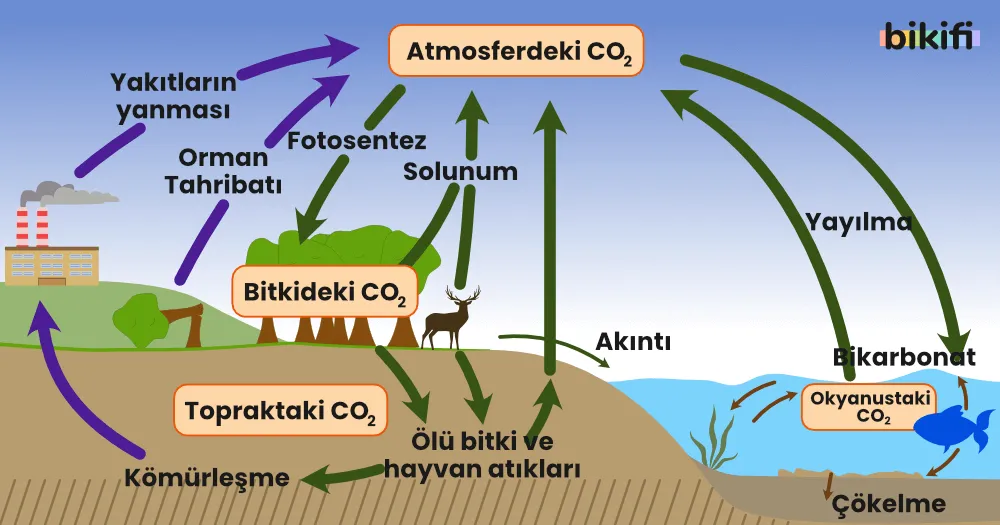 Karbon Döngüsü