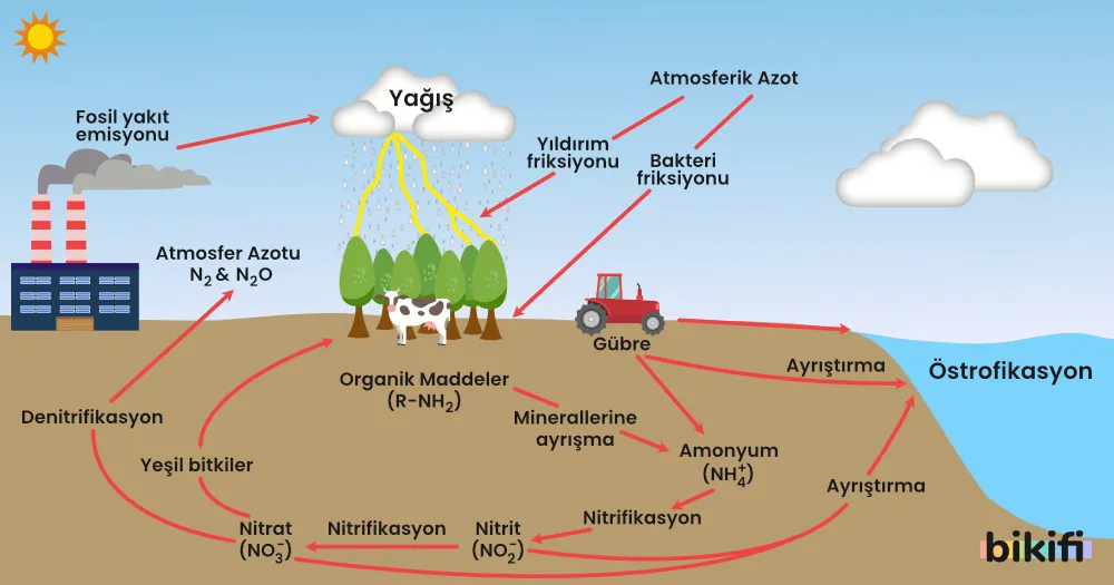 Azot Döngüsü