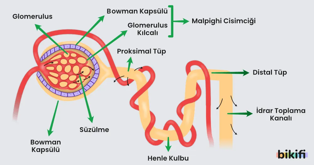 Proksimal Tüp ve distral tüp