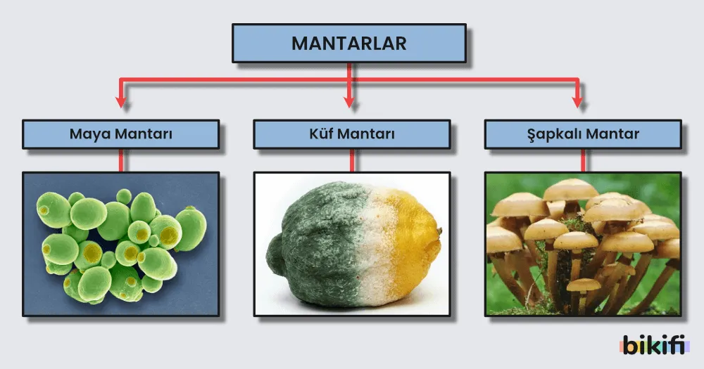 Mantarların Sınıflandırılması
