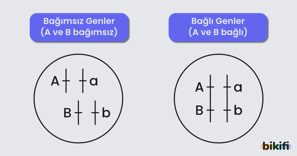 bağımsız ve bağımlı genler