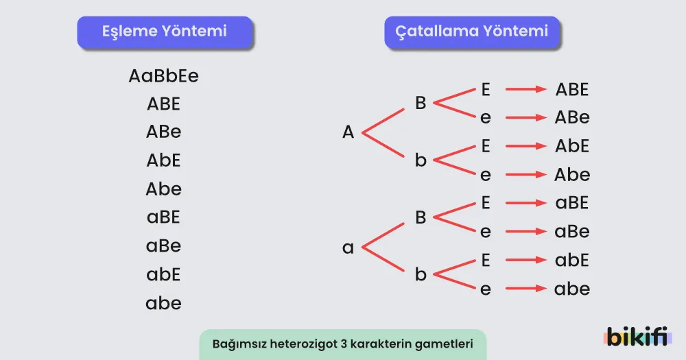 Çatallama Yöntemi sayesinde gametlere aktarılan genlerin bulunması