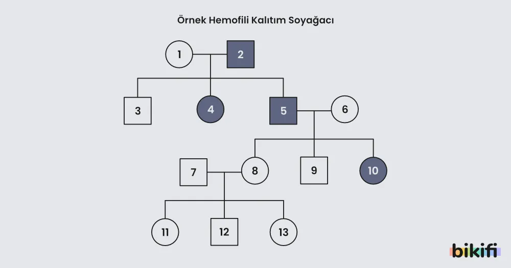 Hemofili kalıtımı soyağacı örneği