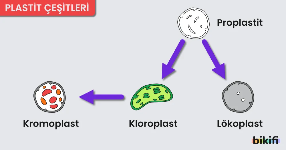 Plastit Çeşitleri