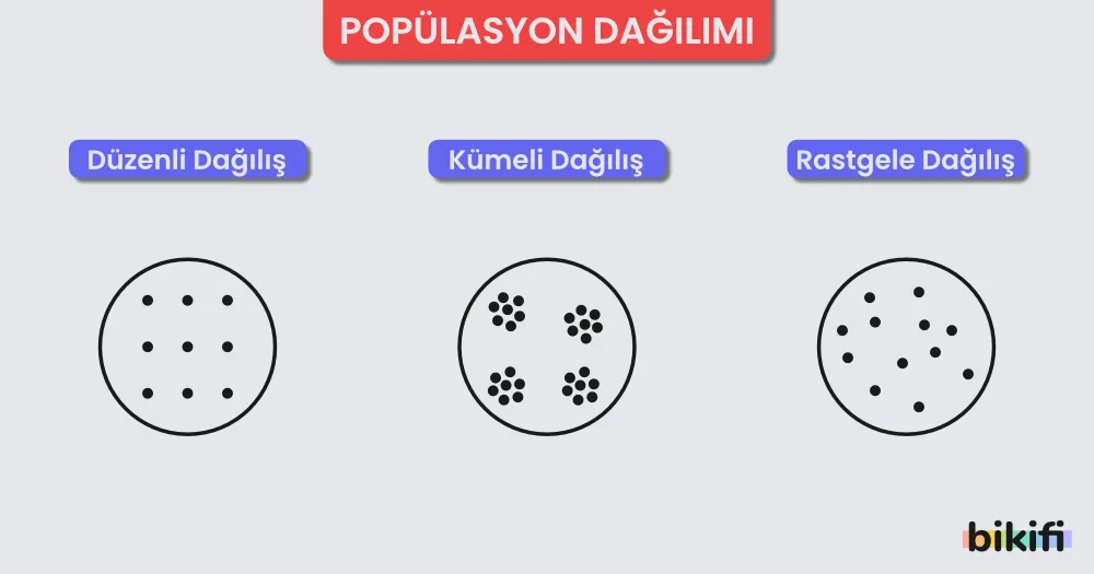 Popülasyon Dağılım çeşitleri, düzenli dağılış, kümeli dağılış ve rastgele dağılış
