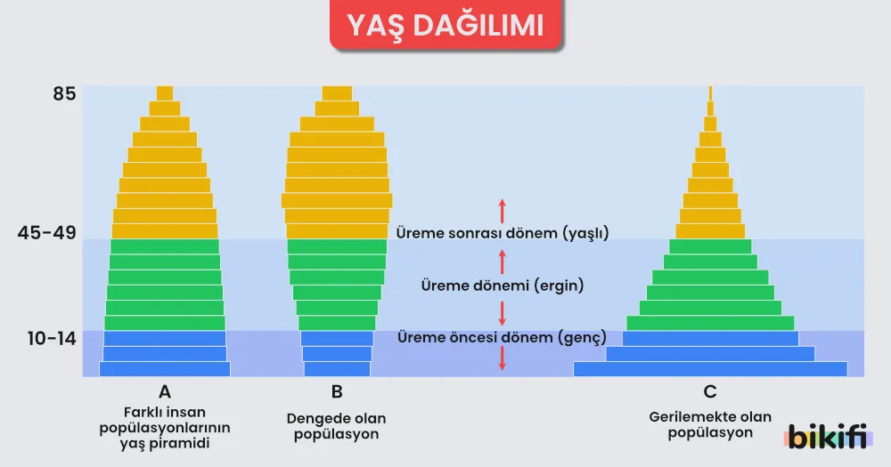 Popülasyondaki üç ekolojik yaş; üreme öncesi, üreme dönemi ve üreme sonrası devre.