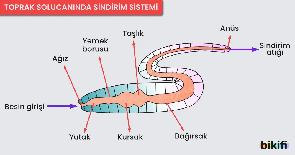 Toprak Solucanında Sindirim Sistemi