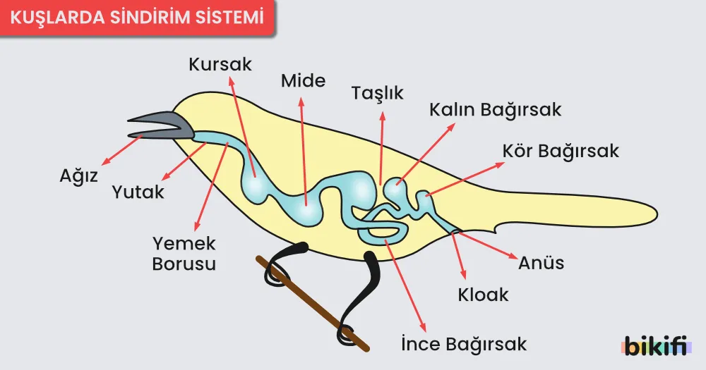 Kuşlarda Sindirim Sİstemi