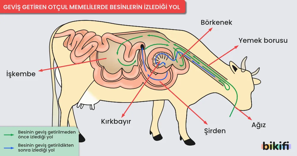 Geviş Getiren Otçul Memelilerin Midesi Yapısı