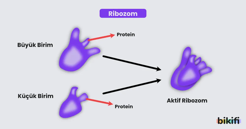 Aktif Ribozomu oluşturan yapılar