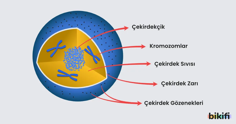 Hücre Çekirdeği Yapısı