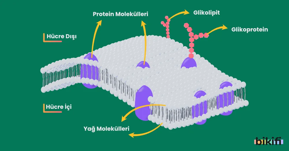 Gliko-Proteinlerin Görevleri