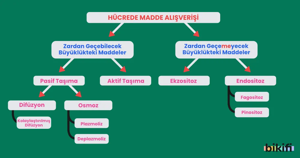 Hücrede Madde Alışverişi 