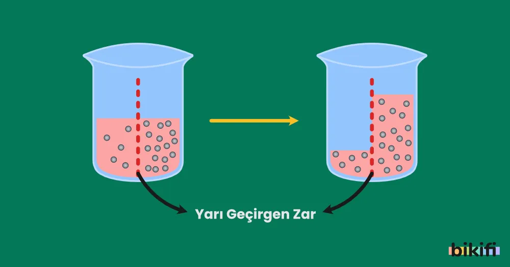 Osmoz ile madde geçişi