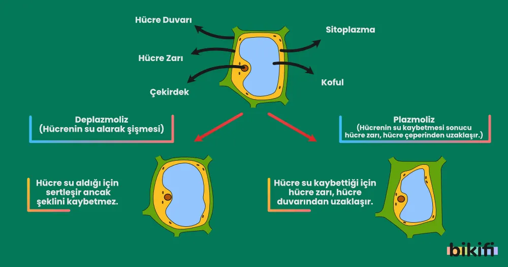 Plazmoliz ve deplazmoliz olayı