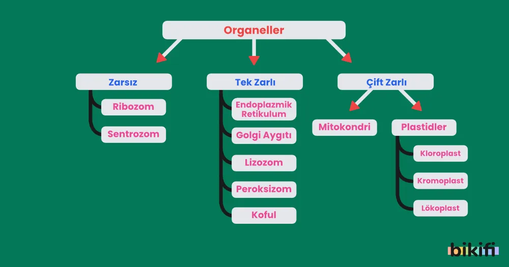 Organellerin sınıflandırılması