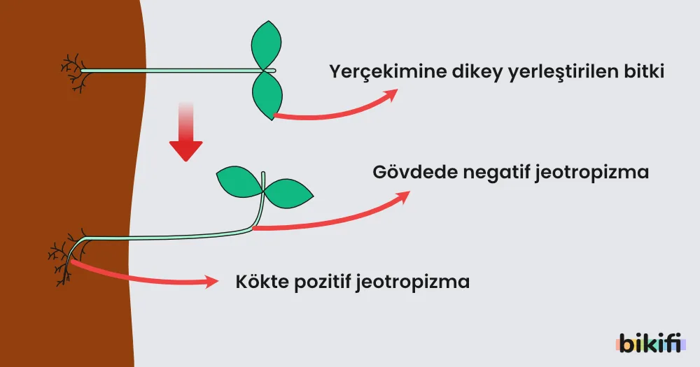 Bitkilerde Çevreye Tepki Verme