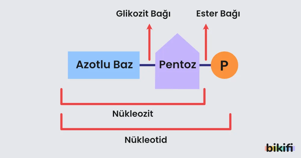 Nükleotidin yapısını oluşturan ögeler ve nükleozit kavramı